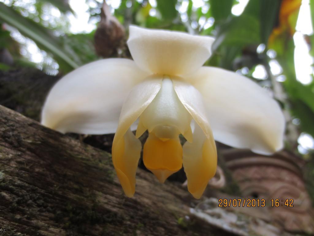 Cabanas Armonia Y Jardin De Orquideas Mindo Esterno foto